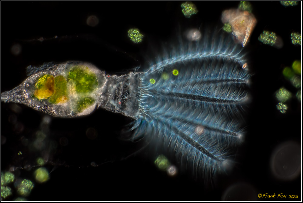 Stephanoceros fimbriatus (Fransenkrone) Mikrofotografie und